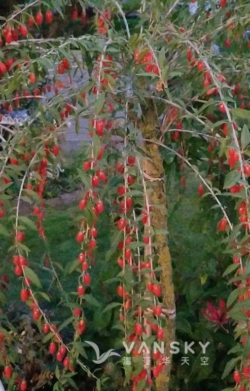 260407191111_Go ji berry.jpg